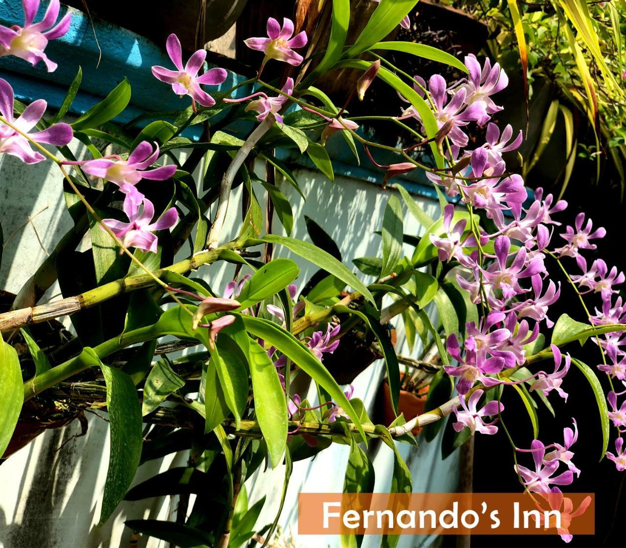 Fernando'S Inn Negombo Eksteriør bilde
